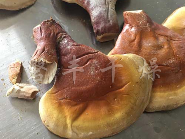 靈芝凍干