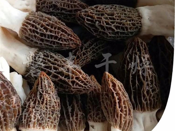凍干羊肚菌
