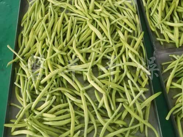 凍干黃花菜