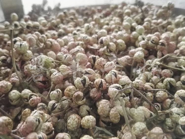 凍干花椒