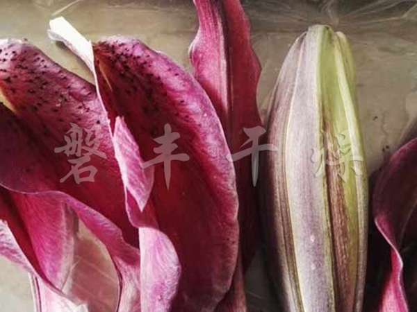 百合花凍干